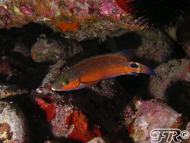 Labridae sfuggente... (Symphodus mediterraneus)